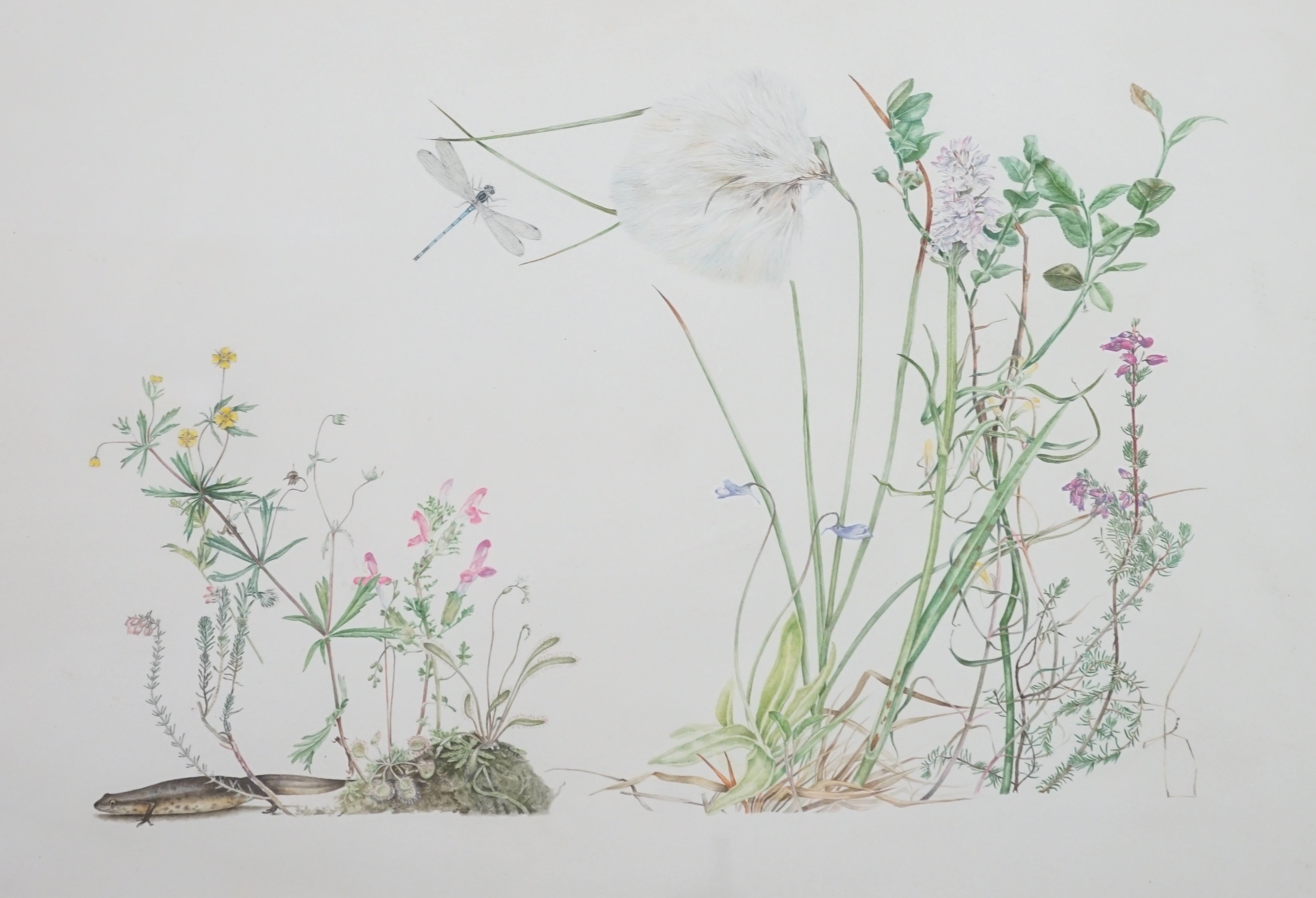 Liz Butler (English, b.1948), June heathland flowers, Ross-Shire, 1981, watercolour, 29 x 43cm